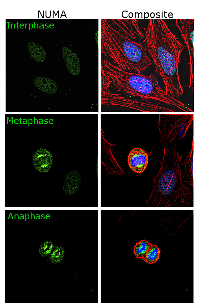 NuMA Antibody