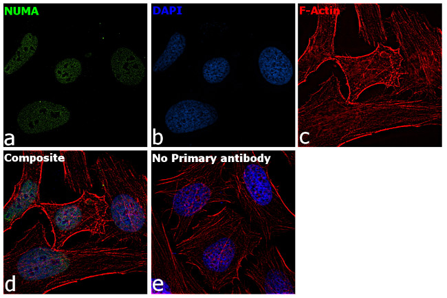 NuMA Antibody in Immunocytochemistry (ICC/IF)