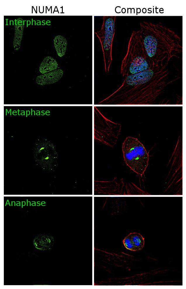 NuMA Antibody