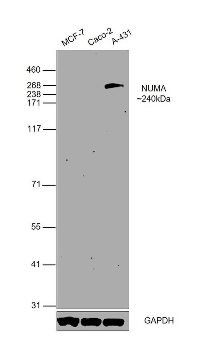 NuMA Antibody in Western Blot (WB)