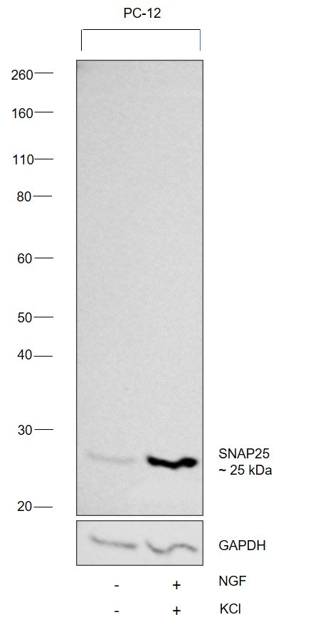 SNAP25 Antibody