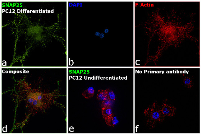 SNAP25 Antibody in Immunocytochemistry (ICC/IF)