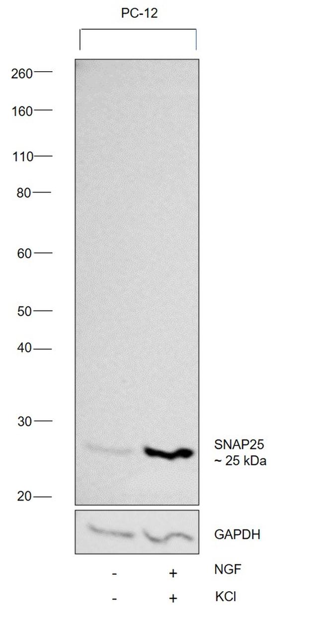 SNAP25 Antibody in Western Blot (WB)