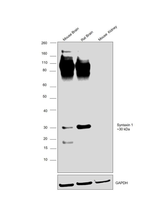 Syntaxin 1 Antibody in Western Blot (WB)