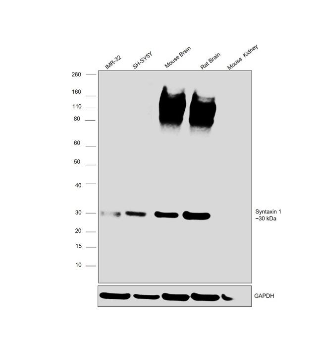 Syntaxin 1 Antibody in Western Blot (WB)