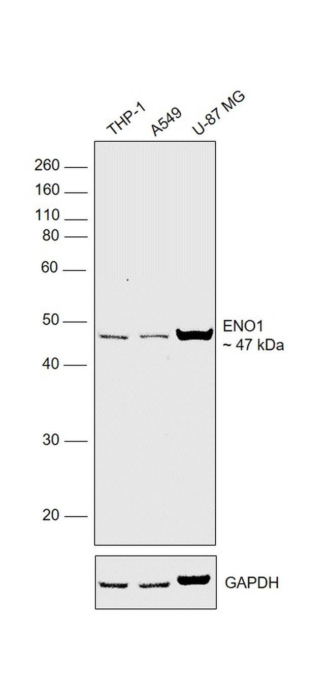 ENO1 Antibody in Western Blot (WB)