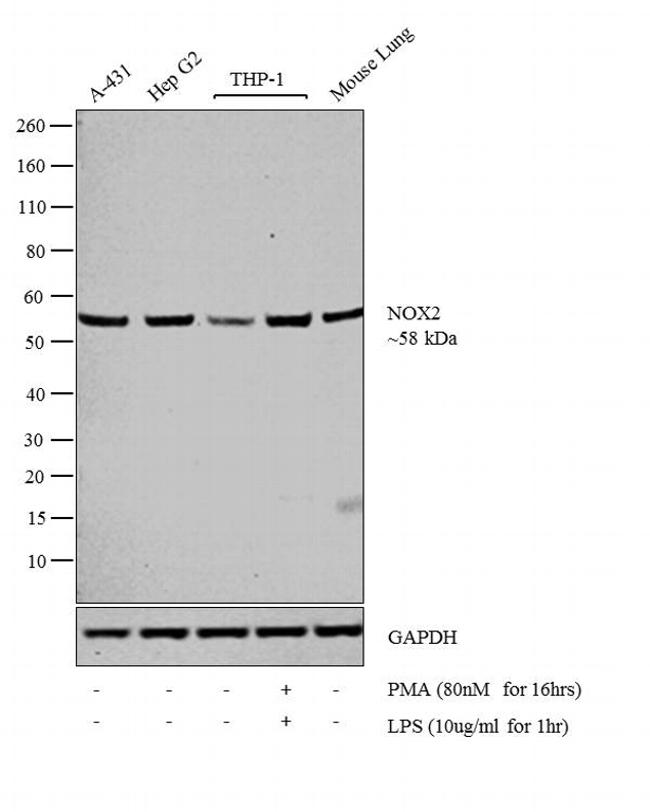 NOX2 Antibody in Western Blot (WB)