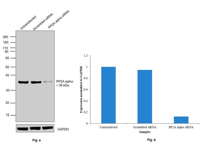 PP2A alpha Antibody in Western Blot (WB)