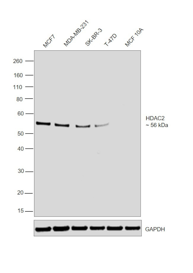 HDAC2 Antibody