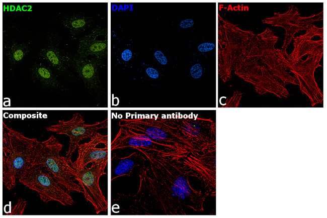 HDAC2 Antibody in Immunocytochemistry (ICC/IF)