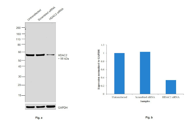 HDAC2 Antibody