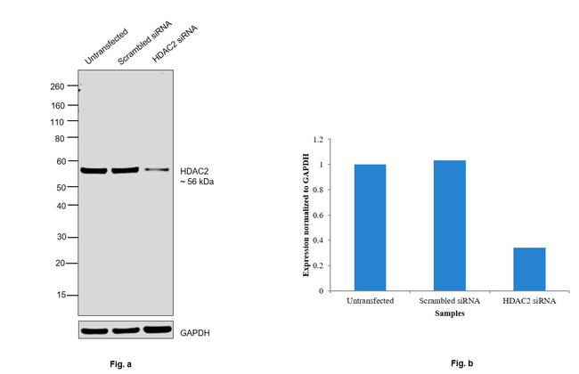 HDAC2 Antibody in Western Blot (WB)