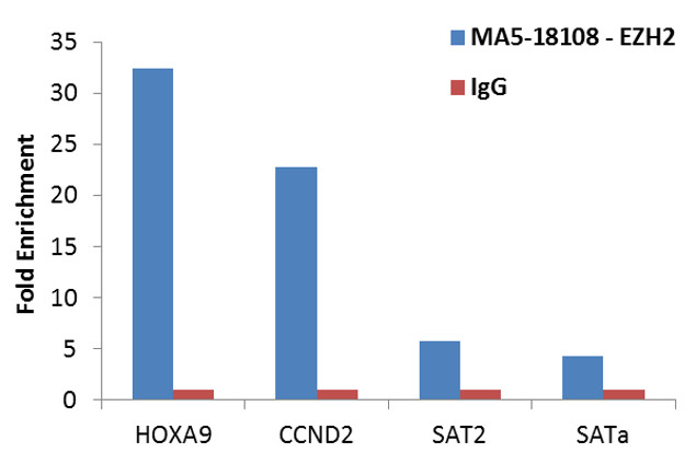 EZH2 Antibody