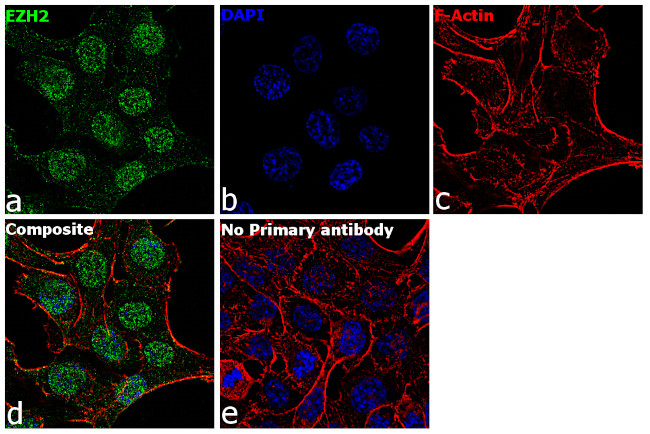 EZH2 Antibody in Immunocytochemistry (ICC/IF)