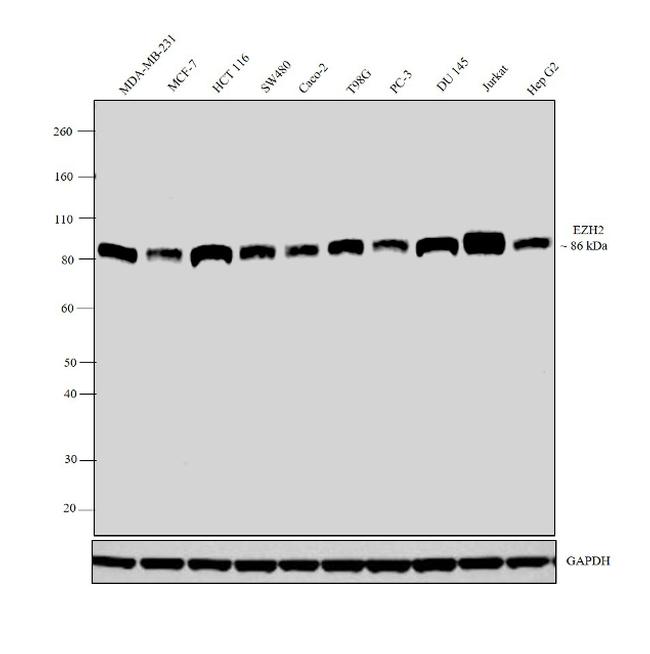 EZH2 Antibody in Western Blot (WB)