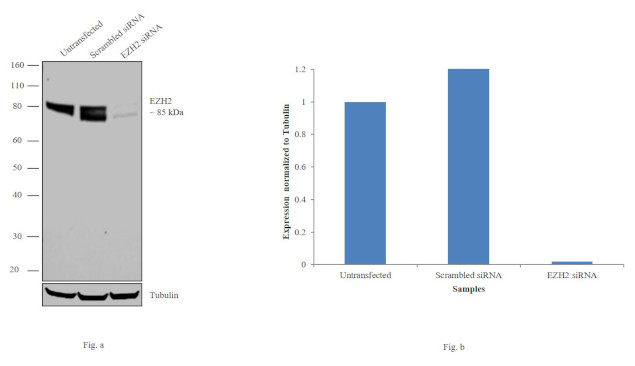 EZH2 Antibody