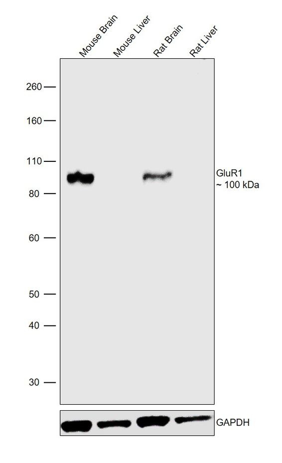 GluR1 Antibody