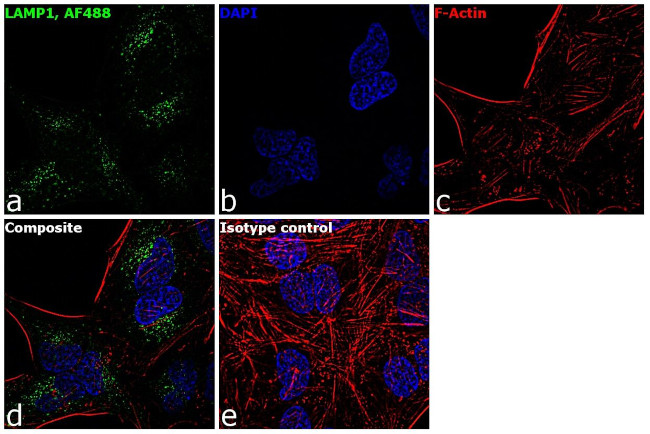 LAMP1 Antibody in Immunocytochemistry (ICC/IF)