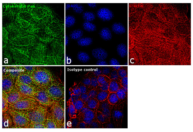 Cytokeratin Pan Antibody in Immunocytochemistry (ICC/IF)