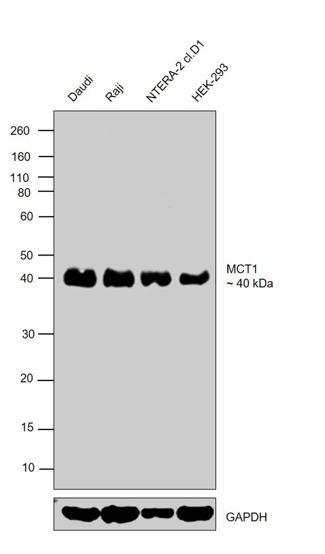 MCT1 Antibody in Western Blot (WB)