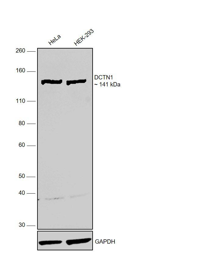 Dynactin 1 Antibody in Western Blot (WB)