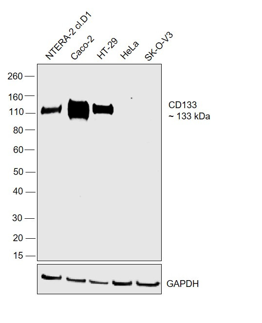 CD133 Antibody