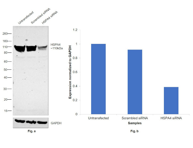 HSPA4 Antibody