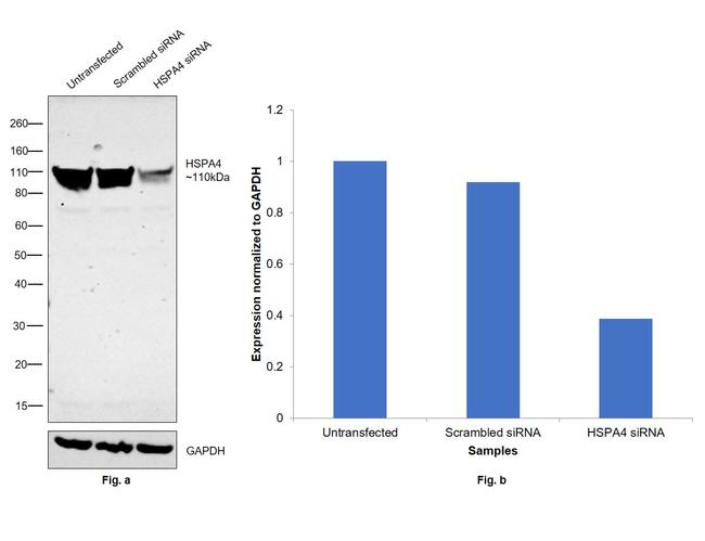 HSPA4 Antibody in Western Blot (WB)