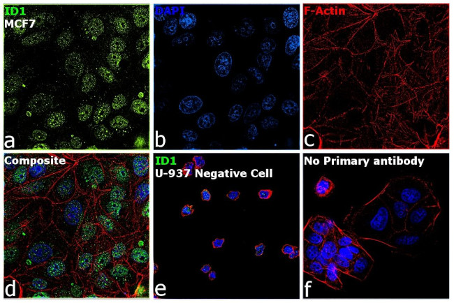 ID1 Antibody in Immunocytochemistry (ICC/IF)