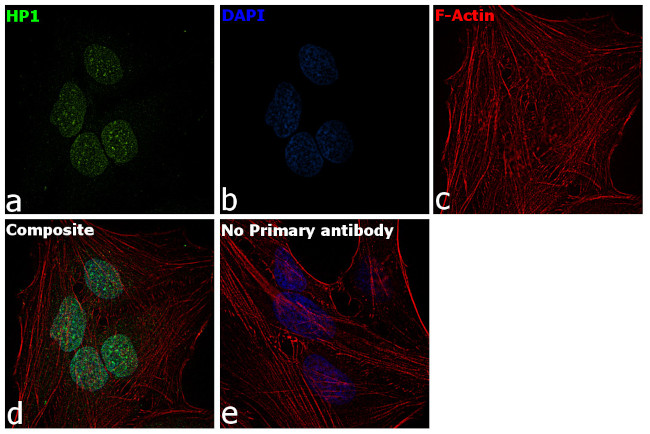 HP1 beta Antibody in Immunocytochemistry (ICC/IF)