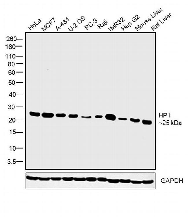 HP1 beta Antibody in Western Blot (WB)