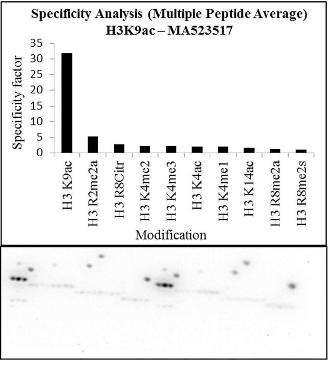 H3K9ac Antibody