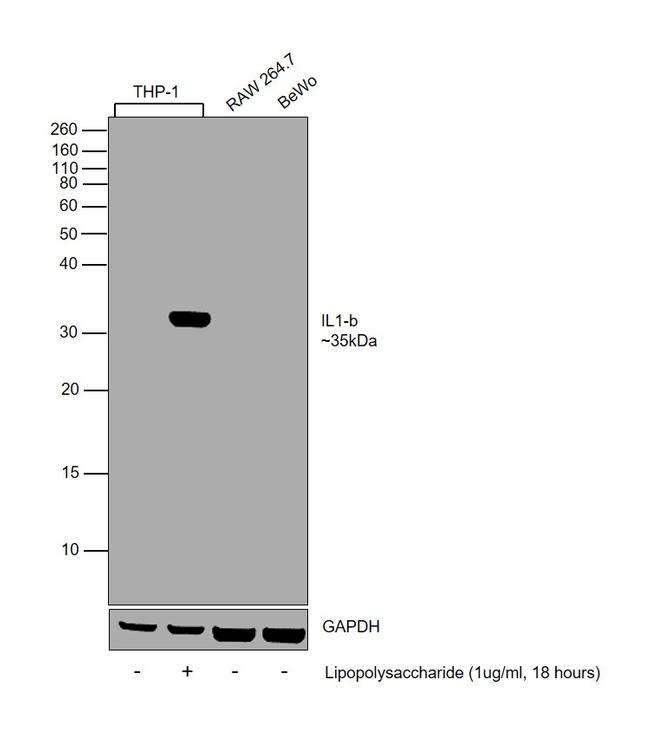 IL-1 beta Antibody