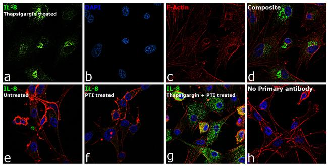 IL-8 (CXCL8) Antibody