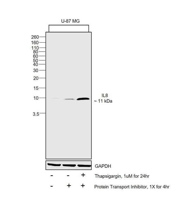 IL-8 (CXCL8) Antibody in Western Blot (WB)