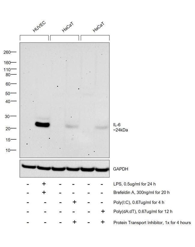 IL-6 Antibody in Western Blot (WB)