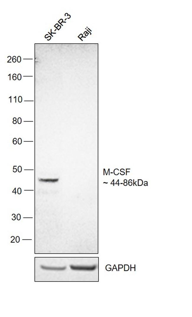 M-CSF Antibody in Western Blot (WB)