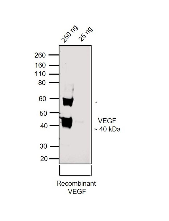 VEGF Antibody in Western Blot (WB)