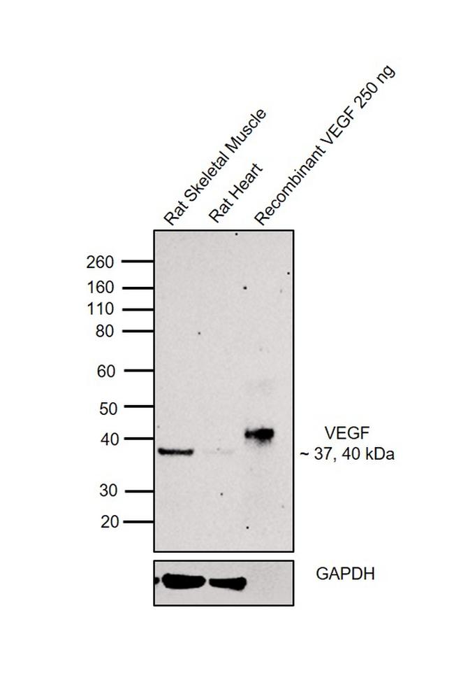 VEGF-164 Antibody in Western Blot (WB)