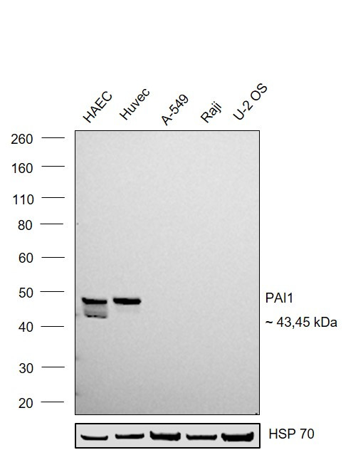 PAI1 Antibody