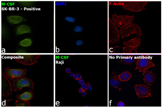 M-CSF Antibody in Immunocytochemistry (ICC/IF)