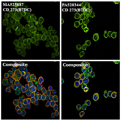 CD273 (B7-DC) Antibody