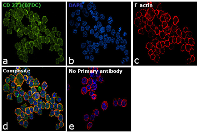 CD273 (B7-DC) Antibody in Immunocytochemistry (ICC/IF)