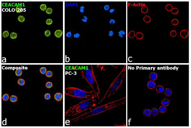 CEACAM1 Antibody