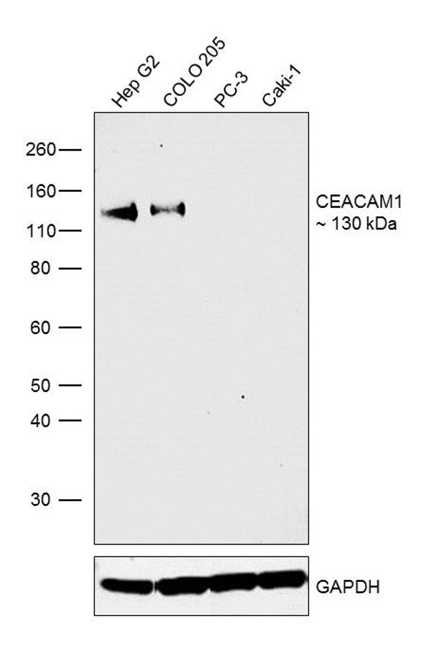 CEACAM1 Antibody