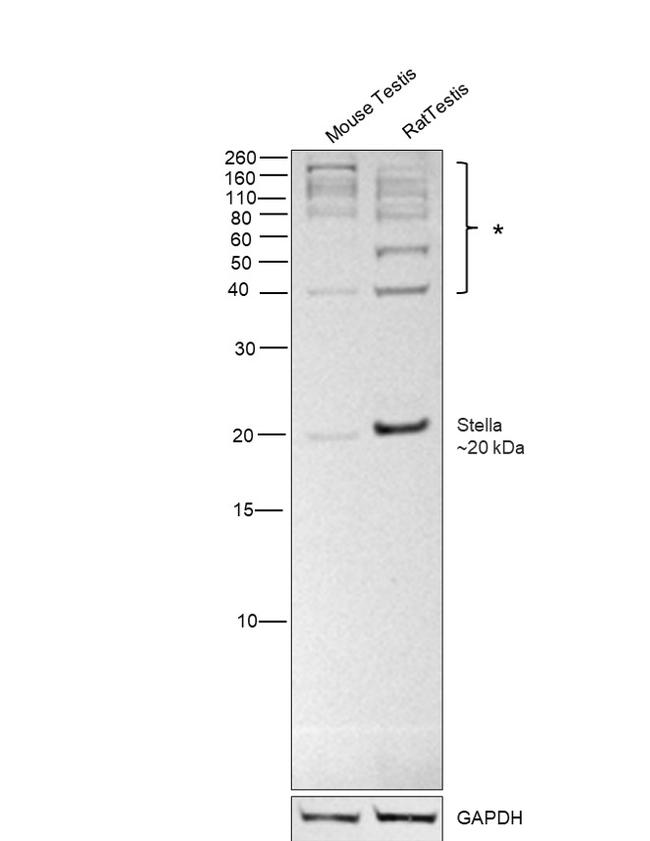 Stella Antibody in Western Blot (WB)