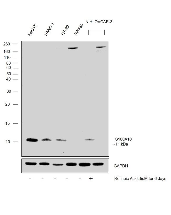 S100A10 Antibody