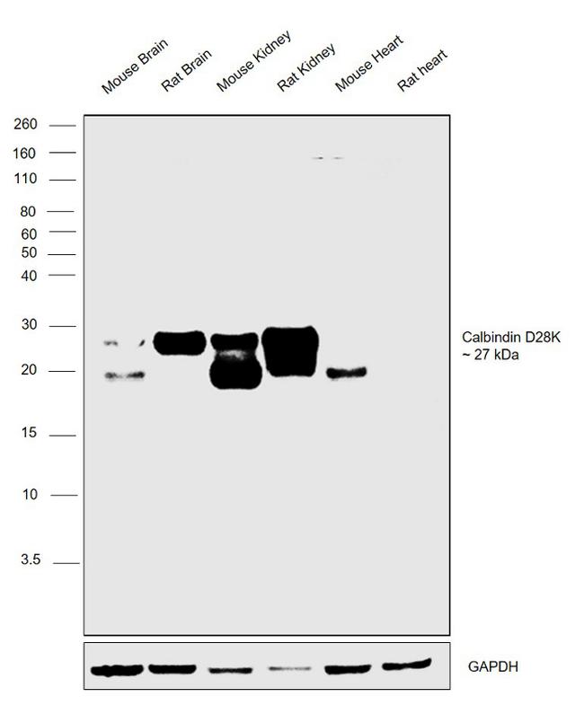 Calbindin D28K Antibody in Western Blot (WB)