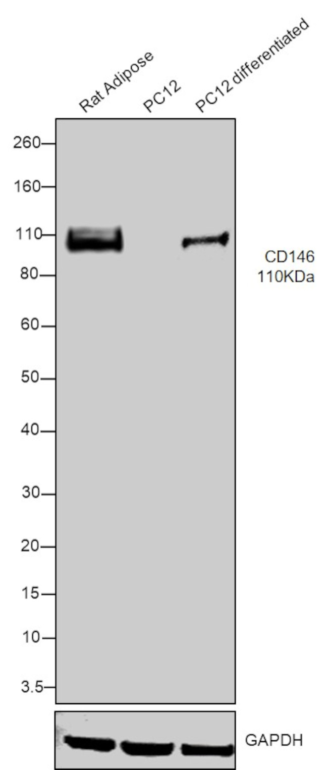 CD146 Antibody