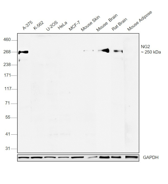 NG2 Antibody